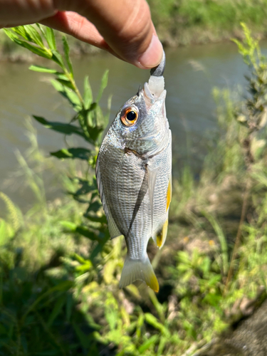 キビレの釣果