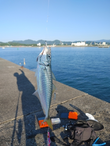 マルアジの釣果