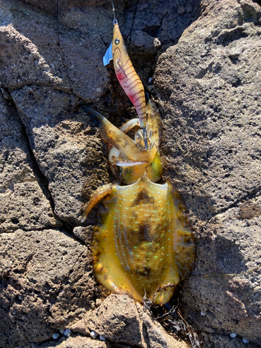 アオリイカの釣果