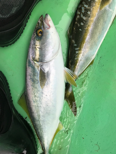 イナダの釣果