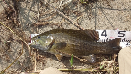 スモールマウスバスの釣果