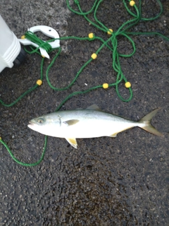 ツバスの釣果