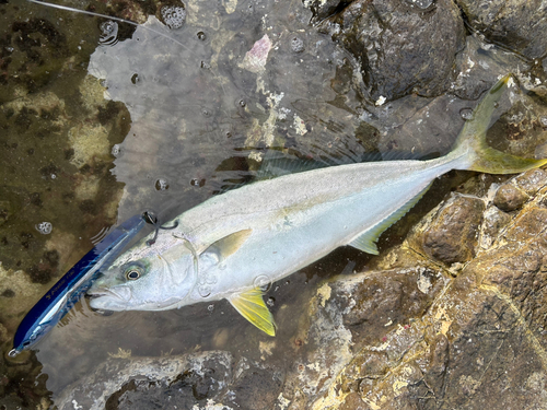 ヒラマサの釣果