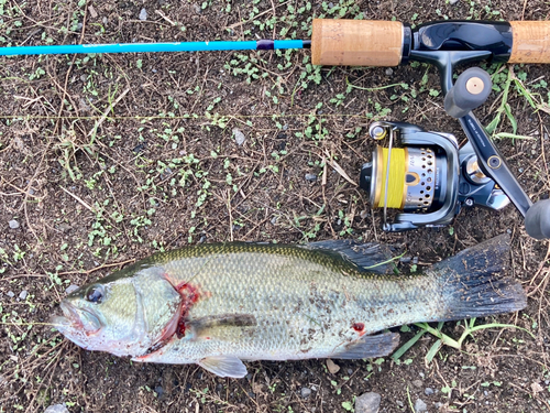 ラージマウスバスの釣果