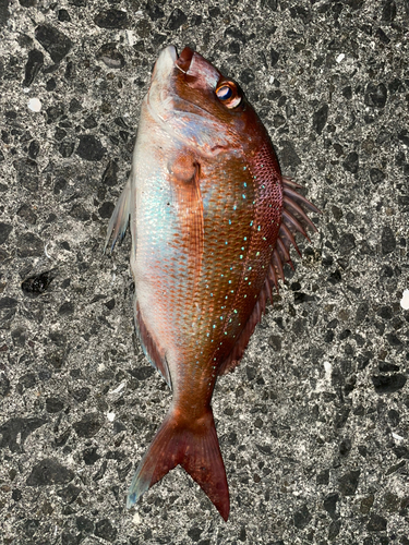 マダイの釣果