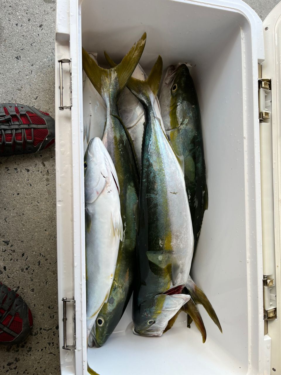 銀XXヒロさんの釣果 2枚目の画像