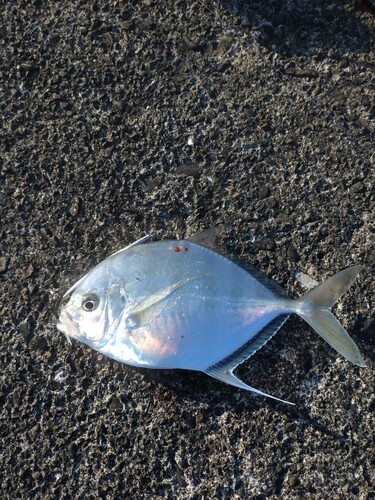 カイワリの釣果