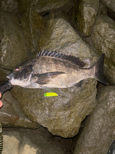 クロダイの釣果