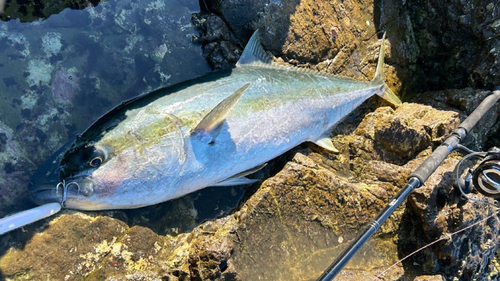 ヒラマサの釣果