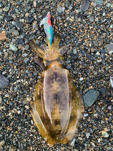 アオリイカの釣果