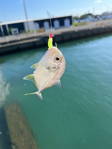 メッキの釣果