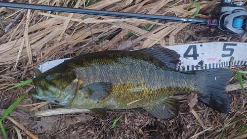 スモールマウスバスの釣果