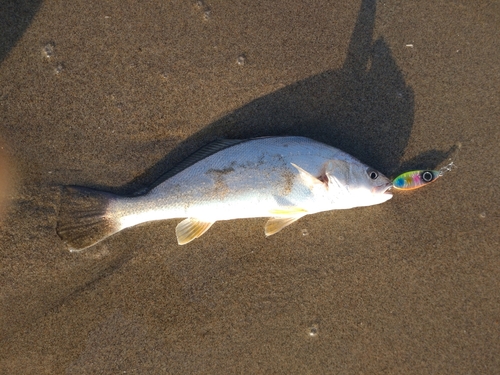 イシモチの釣果