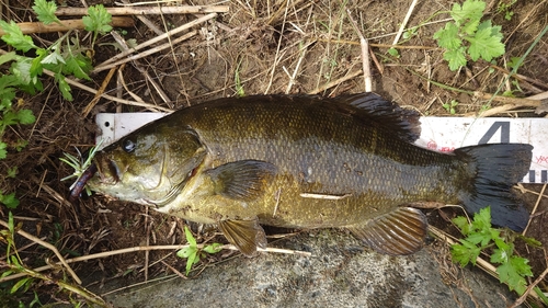 スモールマウスバスの釣果