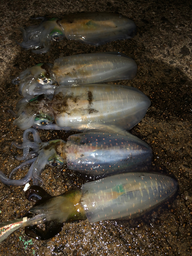 アオリイカの釣果