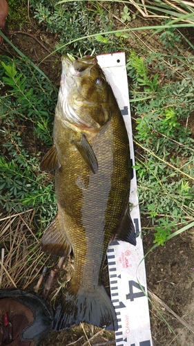 スモールマウスバスの釣果