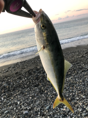 イナダの釣果