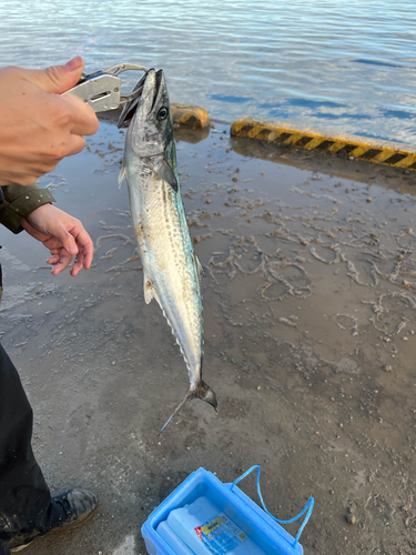 サゴシの釣果