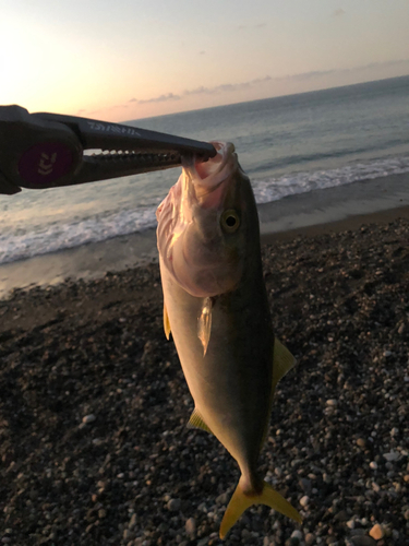 イナダの釣果