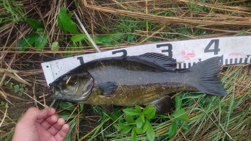 スモールマウスバスの釣果