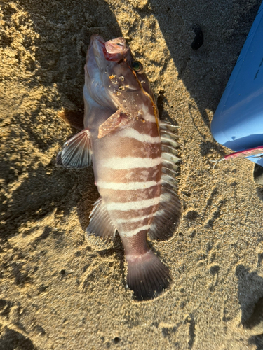 マハタの釣果