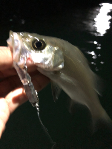 セイゴ（ヒラスズキ）の釣果