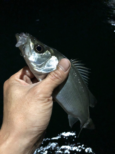 セイゴ（ヒラスズキ）の釣果