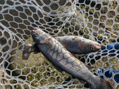 ニジマスの釣果