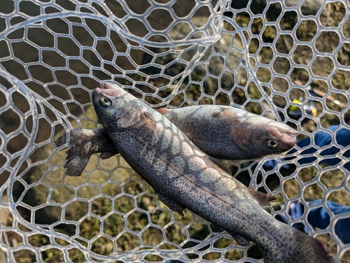 ニジマスの釣果