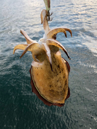 モンゴウイカの釣果