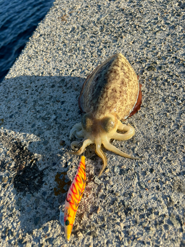 コウイカの釣果