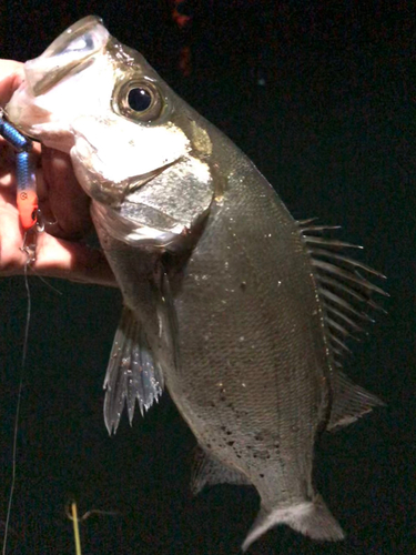 セイゴ（ヒラスズキ）の釣果