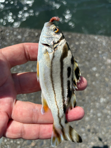 コトヒキの釣果