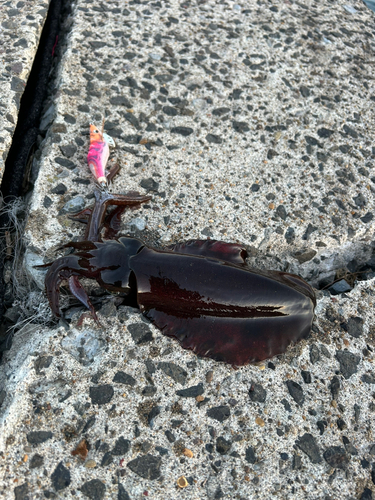 アオリイカの釣果