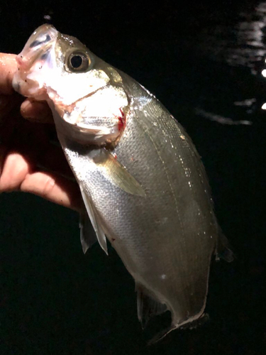 セイゴ（ヒラスズキ）の釣果