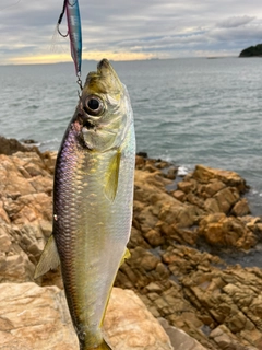 ヒラの釣果