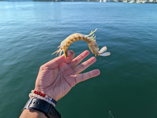 マハゼの釣果