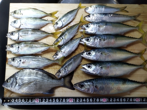 アジの釣果