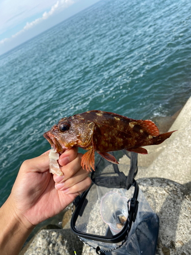 カサゴの釣果