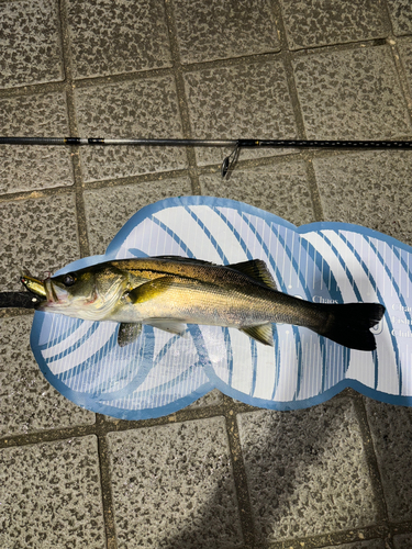 シーバスの釣果