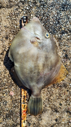 カワハギの釣果