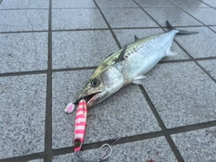 サゴシの釣果