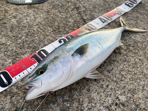 イナダの釣果