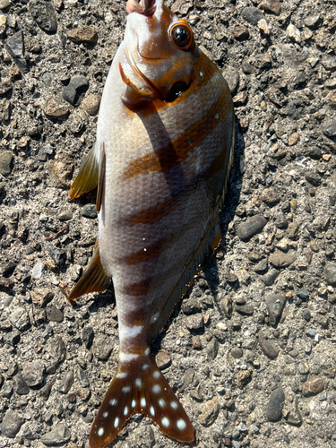 タカノハダイの釣果