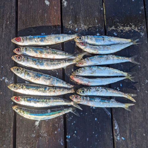 ウルメイワシの釣果