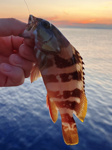 アカハタの釣果