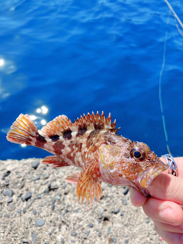 カサゴの釣果