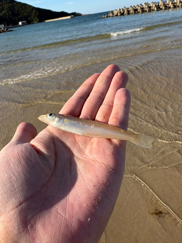 キスの釣果