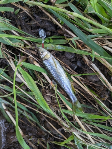 カワムツの釣果