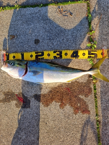 イナダの釣果